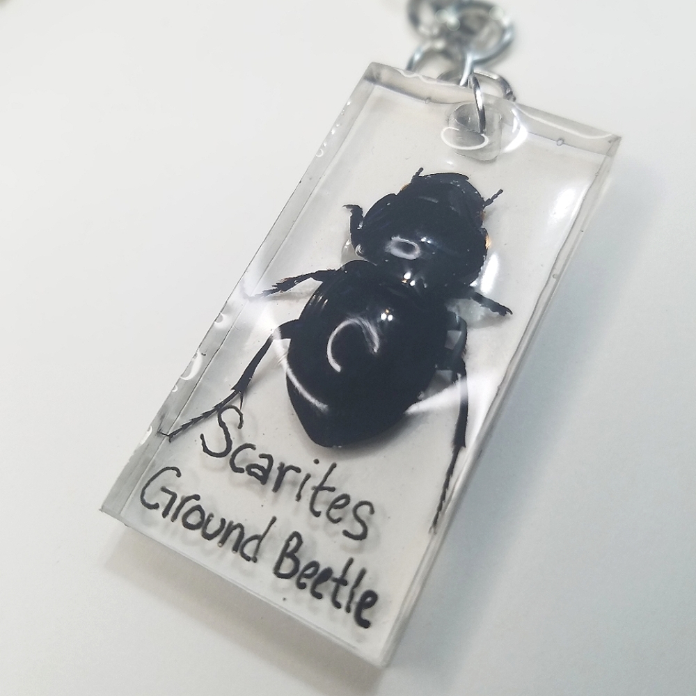 Real Beetle Keychain- Labled